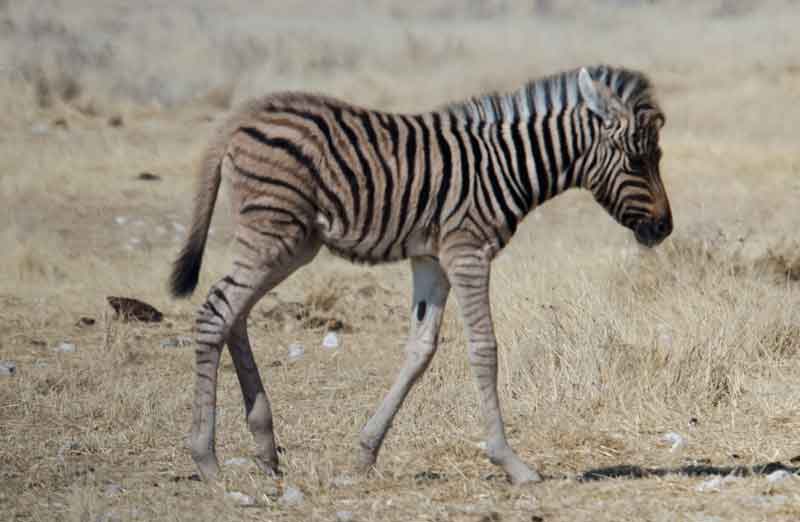 156 - Namibia - cebra - parque nacional de Etosha